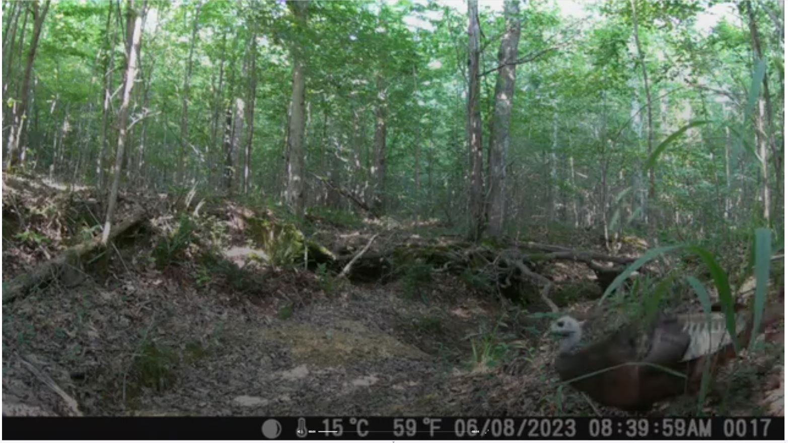 43 Ridgetop Road Hampshire, TN 38461 - Photo 21 of 21