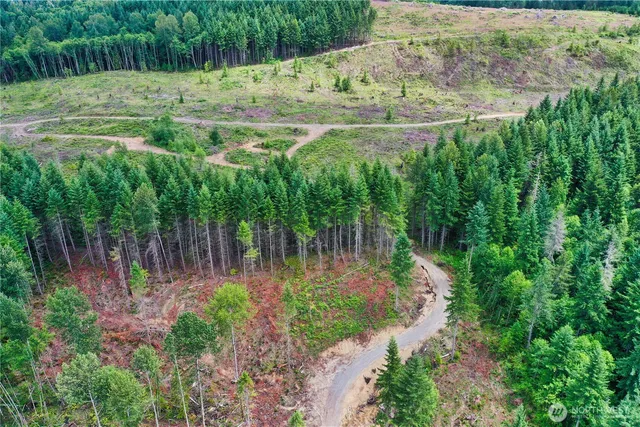 a view of a forest with a street