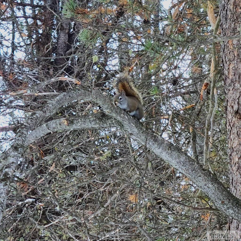 4531 Moose Lane Ashton, ID 83420 - Photo 14 of 17