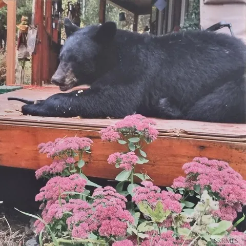 $449,000 | 4531 Moose Lane, Ashton, ID 83420