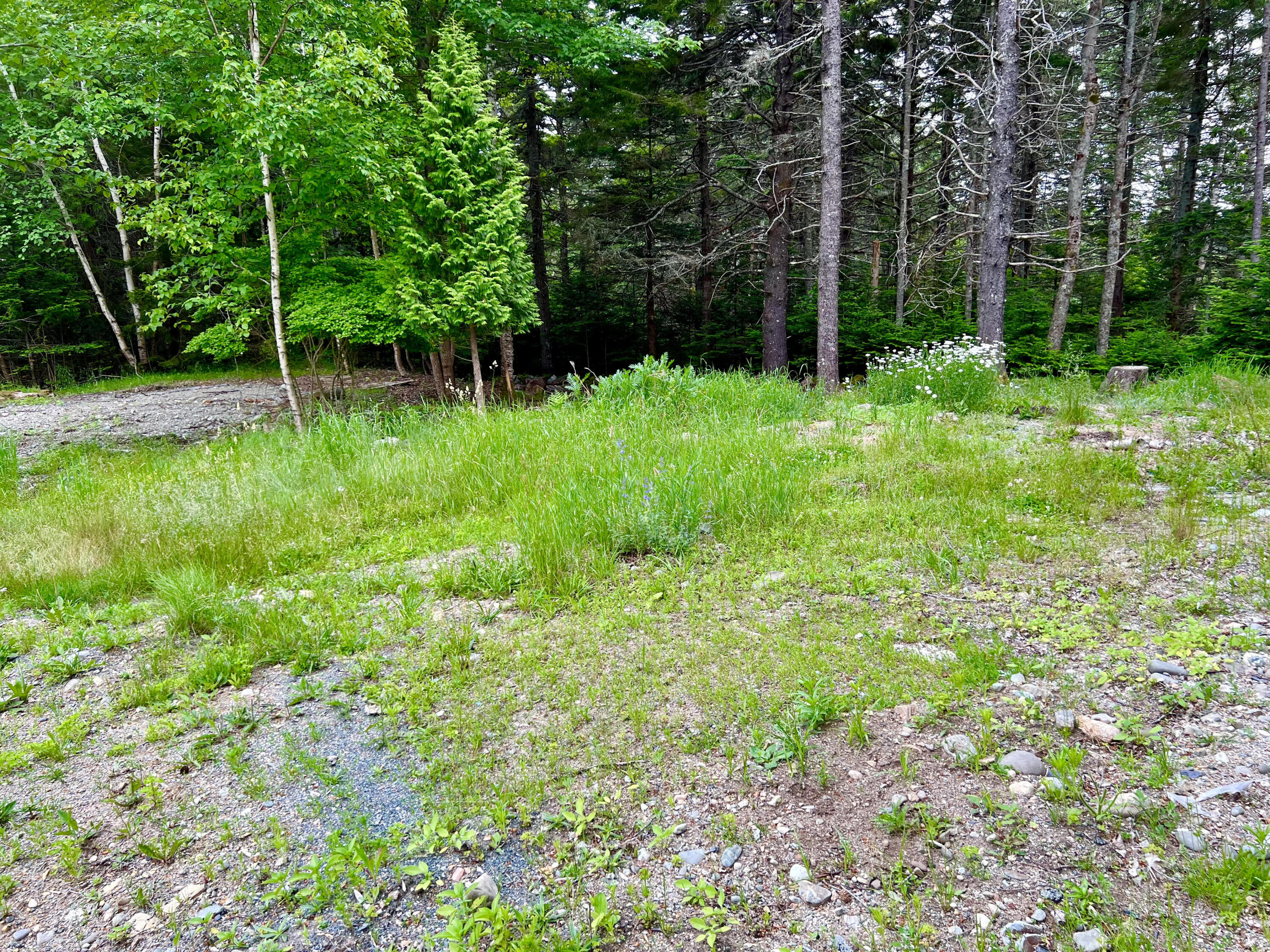 56 Dodge Point Road Tremont, ME 04612 - Photo 7 of 26 Land ready for your homr