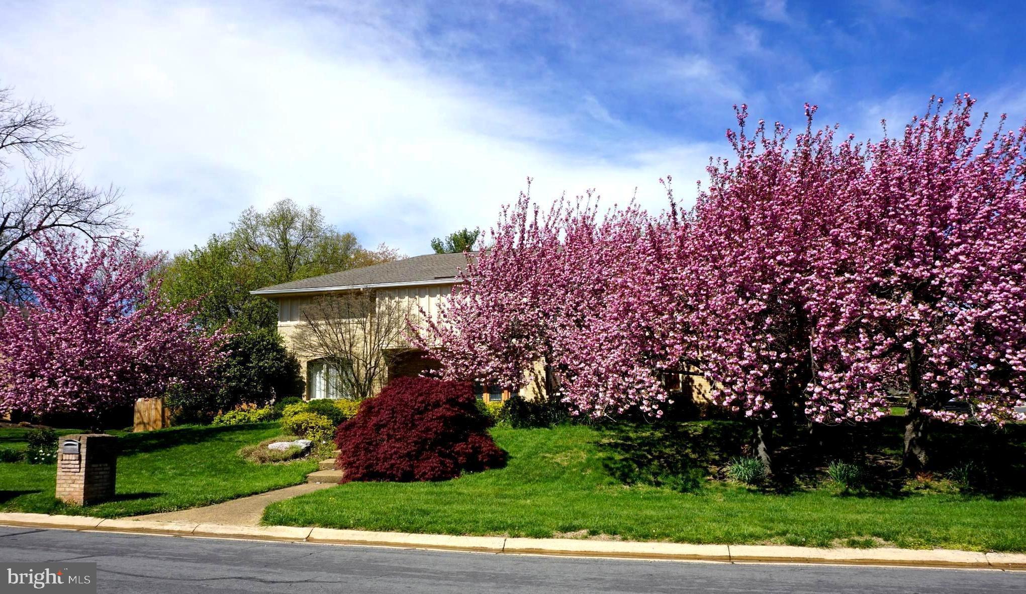 9901 Bluegrass Road Potomac, MD 20854 - Photo 1 of 29 Gorgeous Seasonal Cherry Blossom Trees