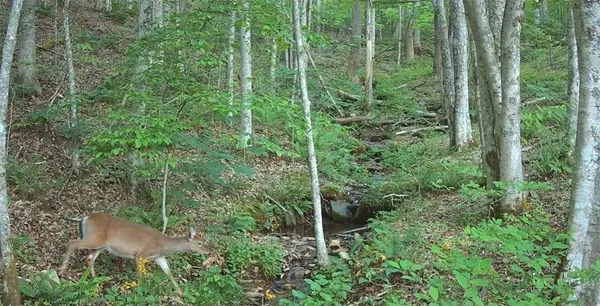 $139,000 | Tbd Lot 8 Tbd Drive, Todd, NC 28684