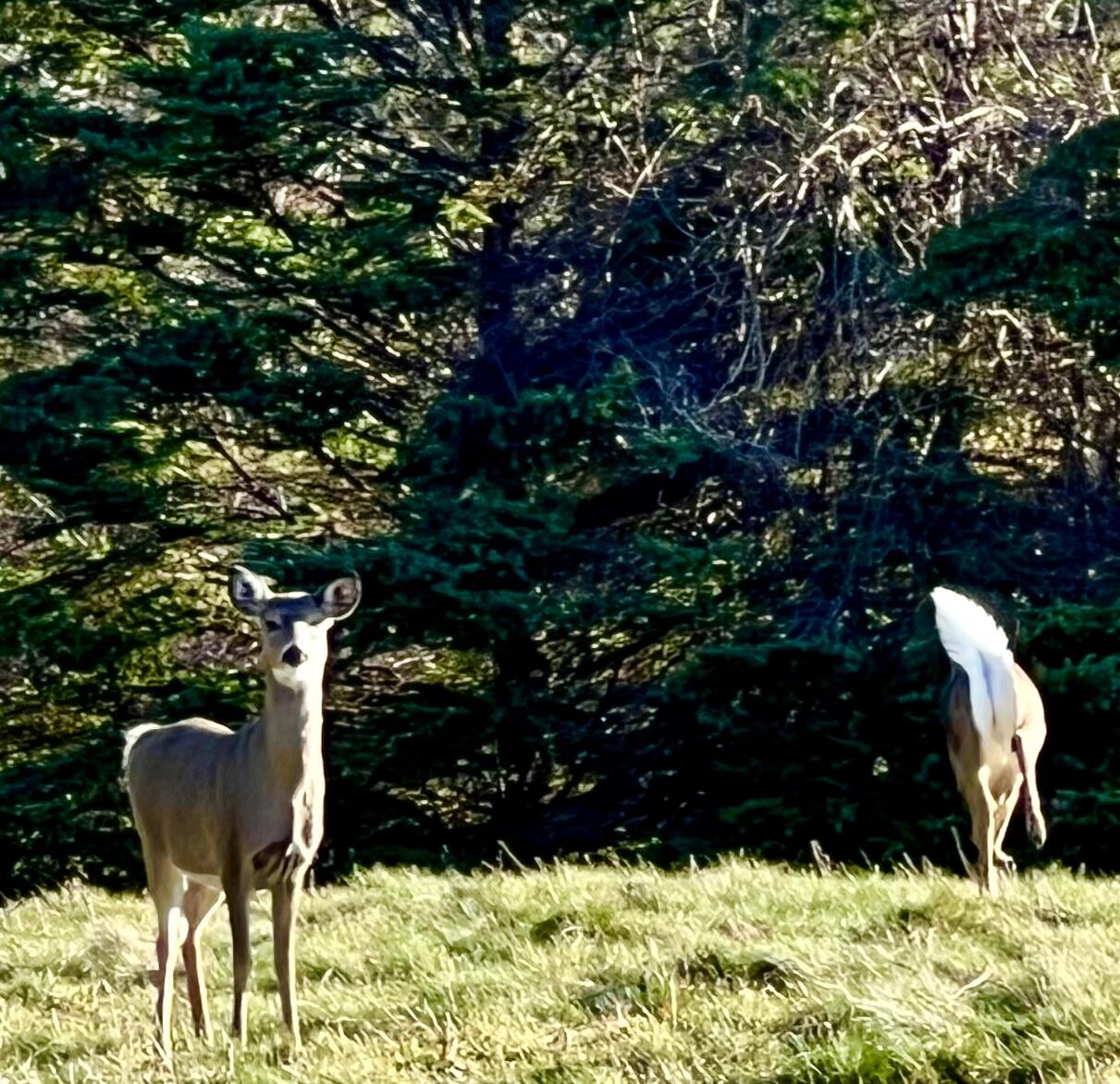 141 Beech Hill Road Mount Desert, ME 04660 - Photo 107 of 113 Deer