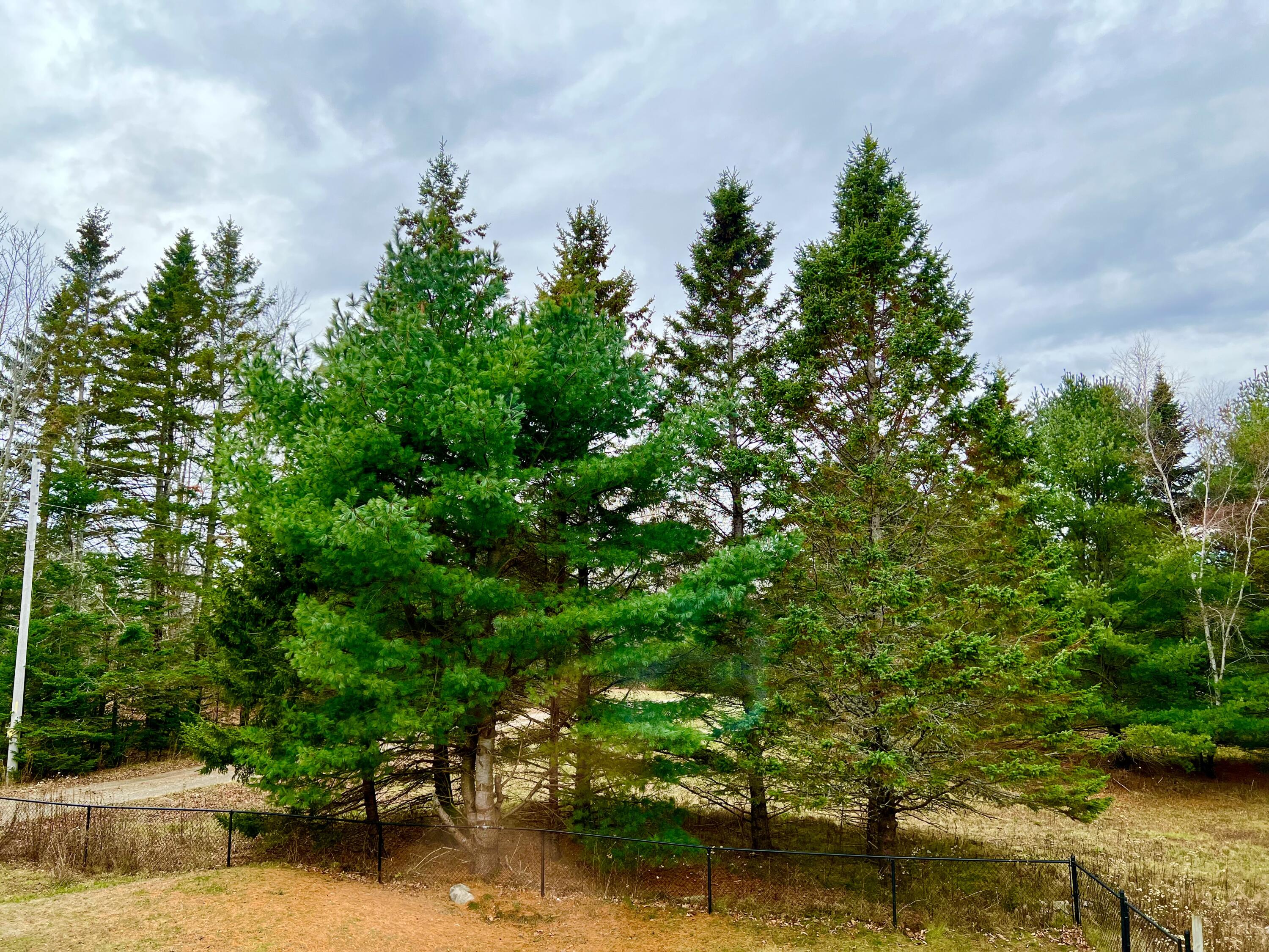 141 Beech Hill Road Mount Desert, ME 04660 - Photo 108 of 113 Back yard/land