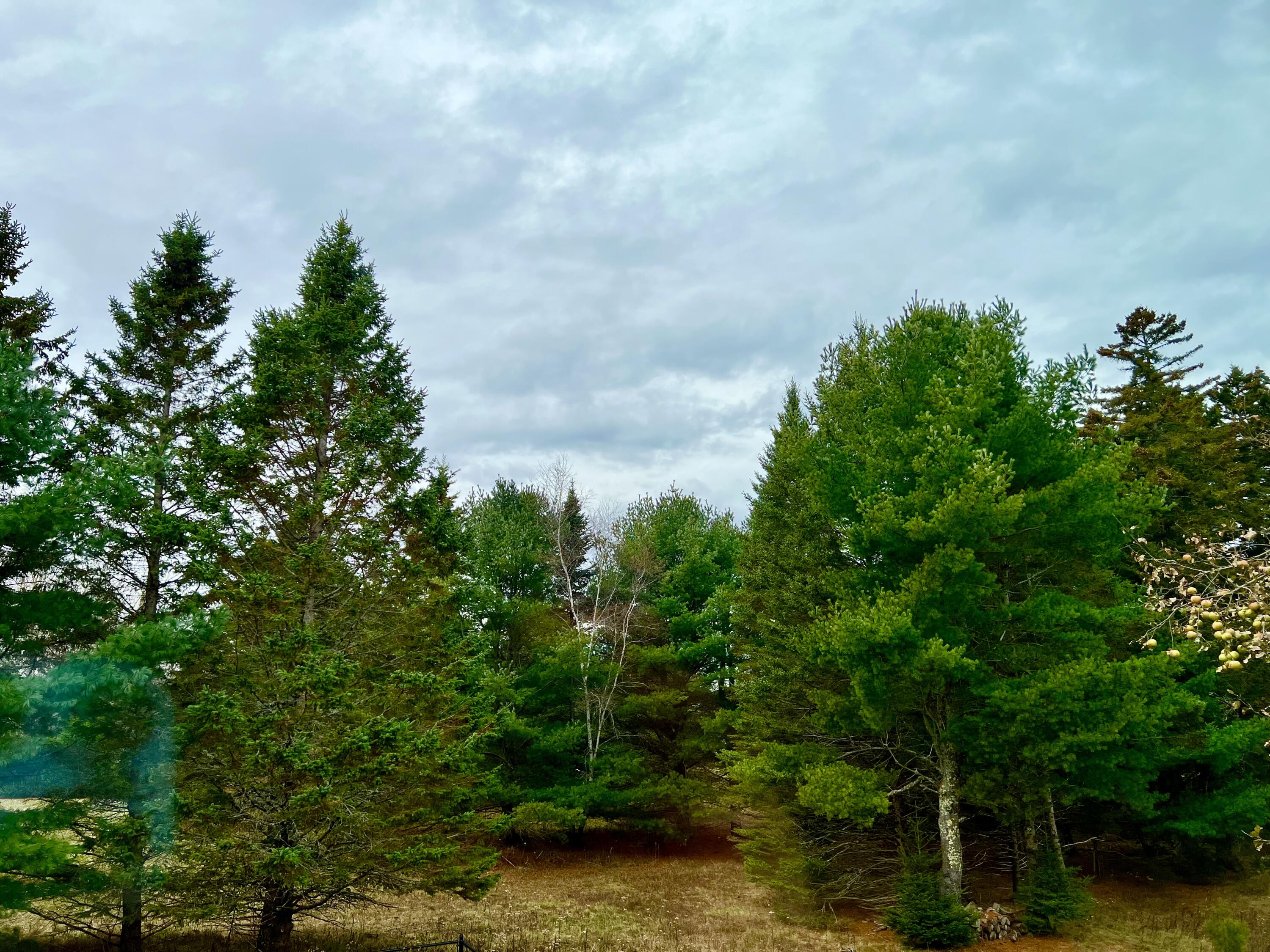 141 Beech Hill Road Mount Desert, ME 04660 - Photo 109 of 113 Back yard/land
