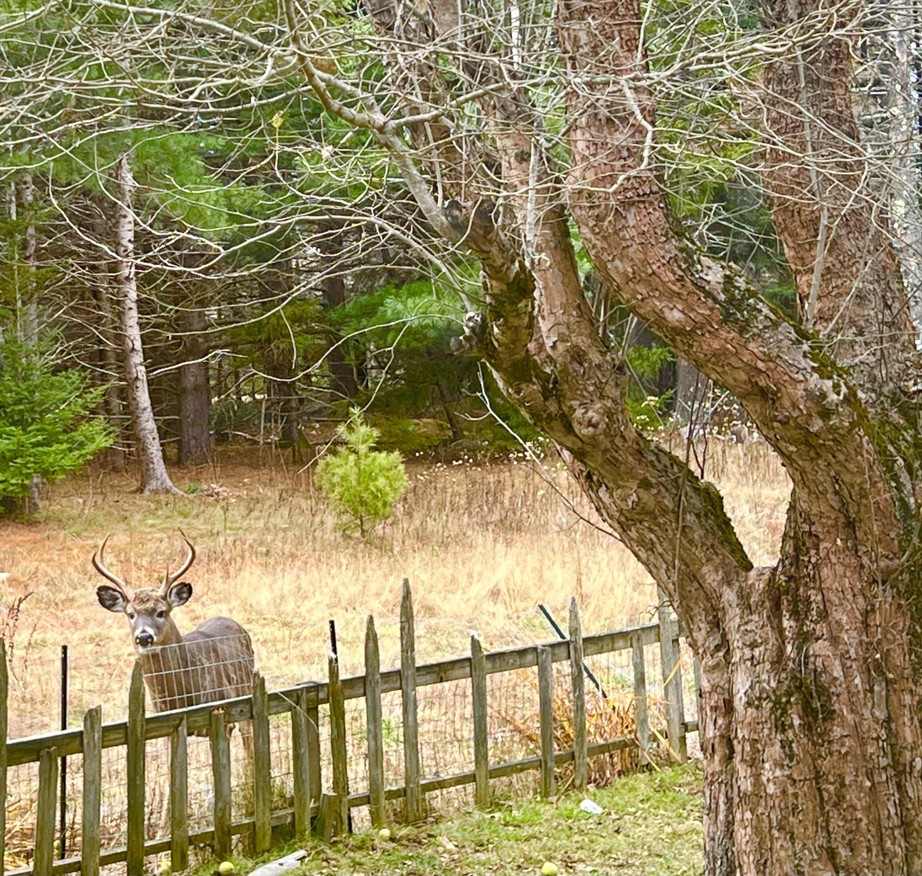 141 Beech Hill Road Mount Desert, ME 04660 - Photo 110 of 113 A vistor