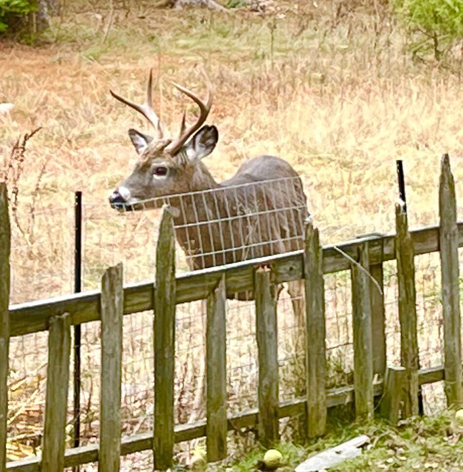 141 Beech Hill Road Mount Desert, ME 04660 - Photo 111 of 113 A vistor