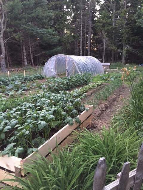 141 Beech Hill Road Mount Desert, ME 04660 - Photo 19 of 113 Great for gardening