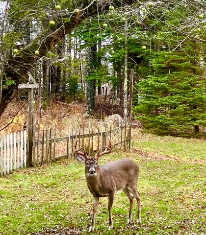 $795,000 | 141 Beech Hill Road, Mount Desert, ME 04660