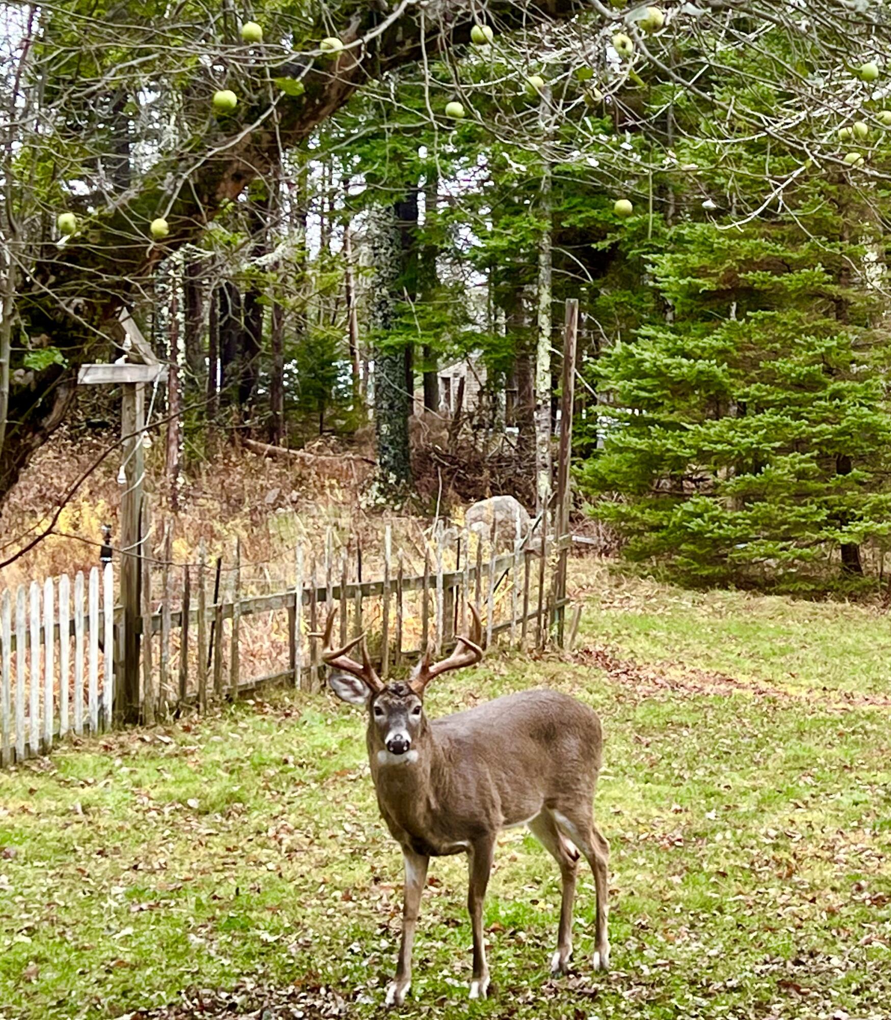 141 Beech Hill Road Mount Desert, ME 04660 - Photo 91 of 113 Back yard wildlife