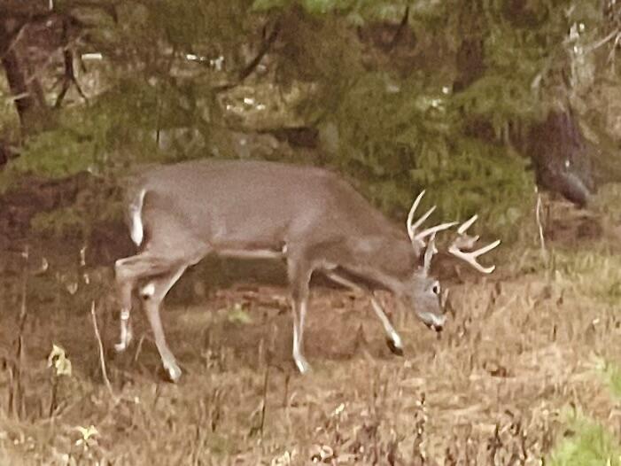 141 Beech Hill Road Mount Desert, ME 04660 - Photo 92 of 113 Buck in back yard