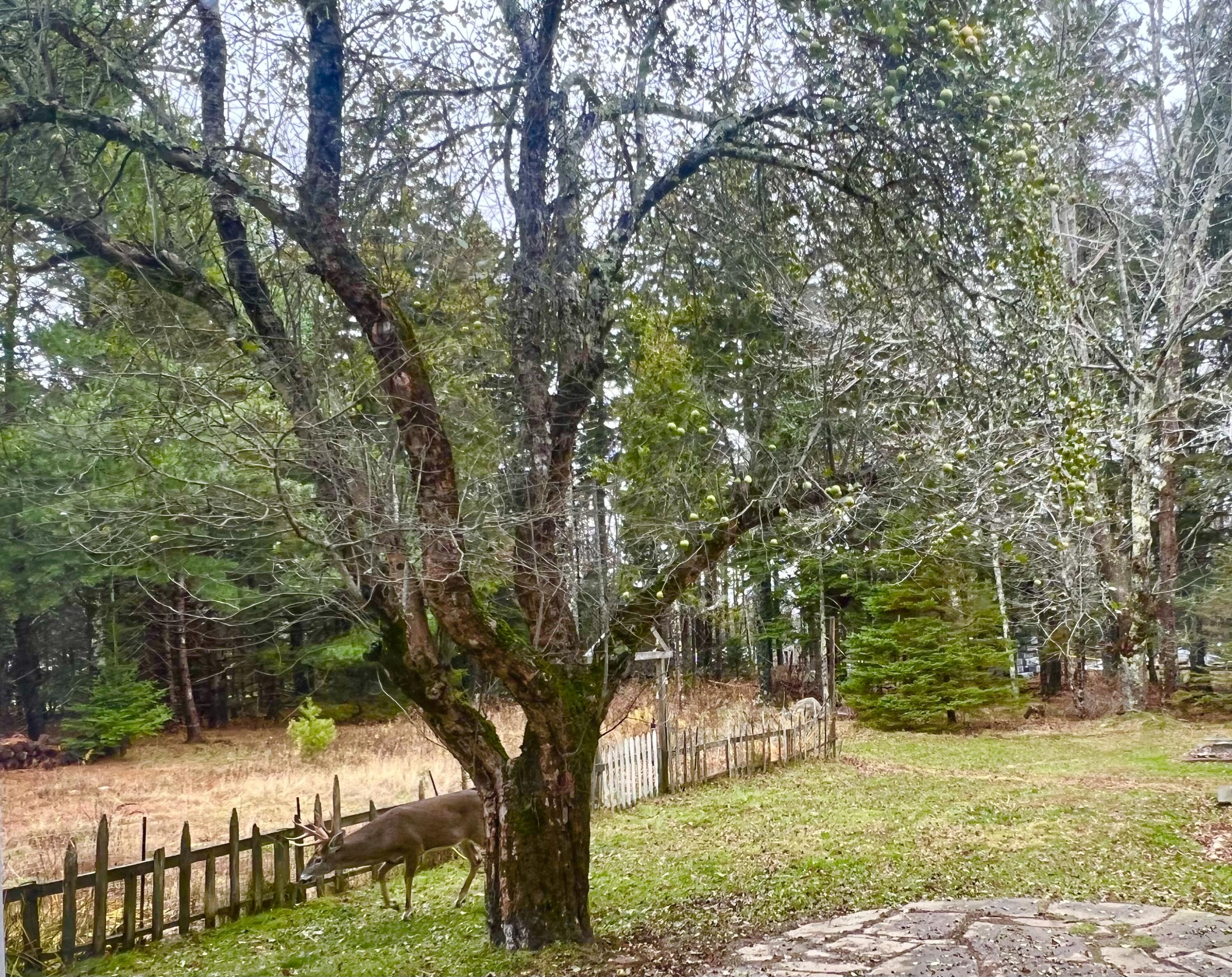141 Beech Hill Road Mount Desert, ME 04660 - Photo 93 of 113 Back Yard