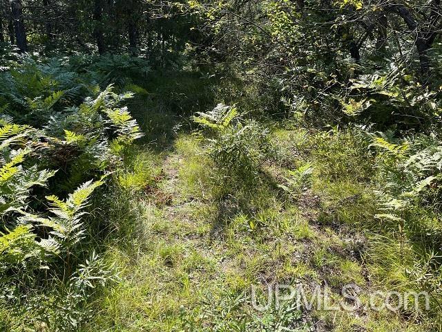 Tbd 54-acres Tbd 54-acres Rice Lake Road Gwinn, MI 49841 - Photo 3 of 11