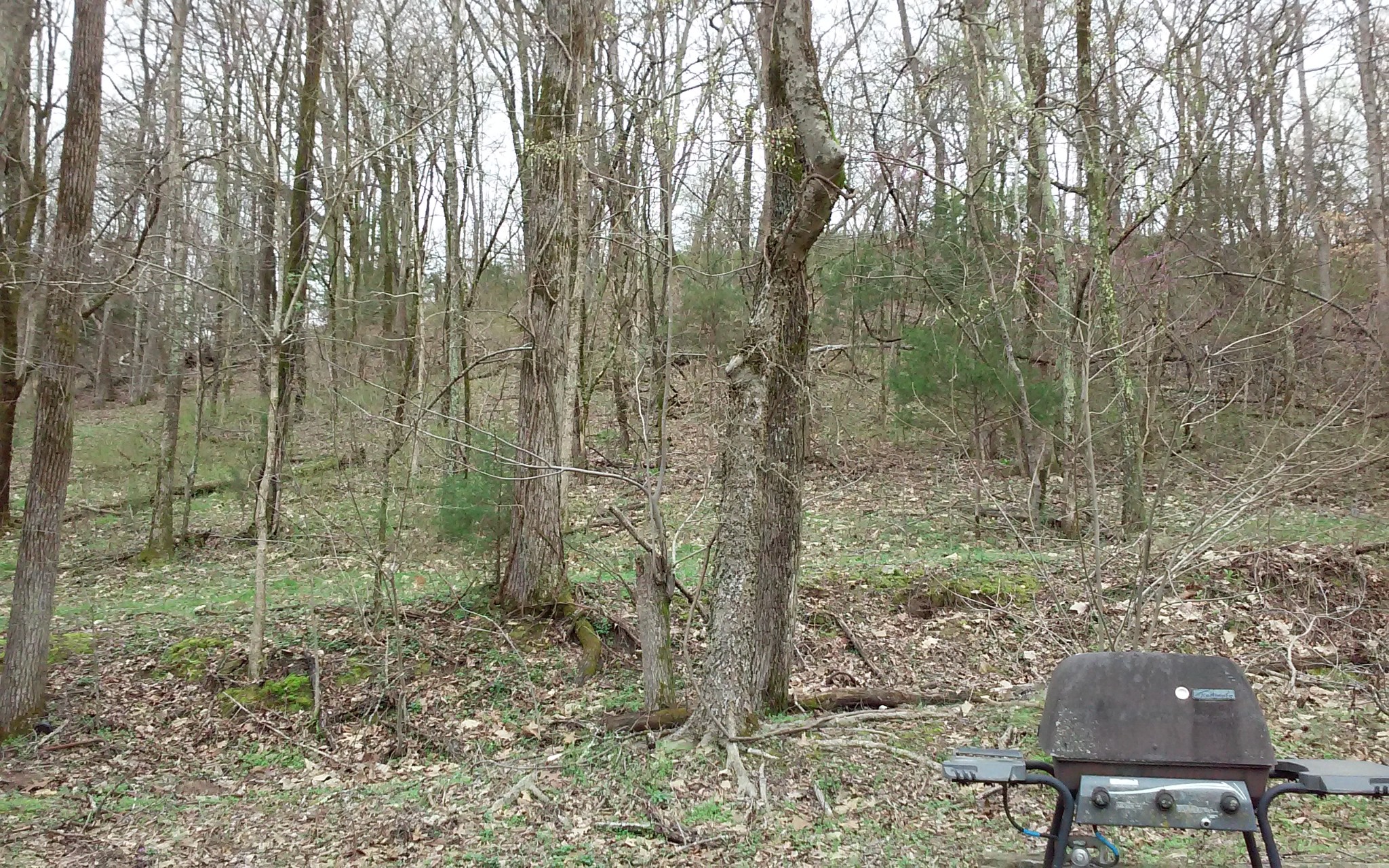 8200 Bethel Road Prospect, TN 38477 - Photo 12 of 50 a view of a pathway with a yard