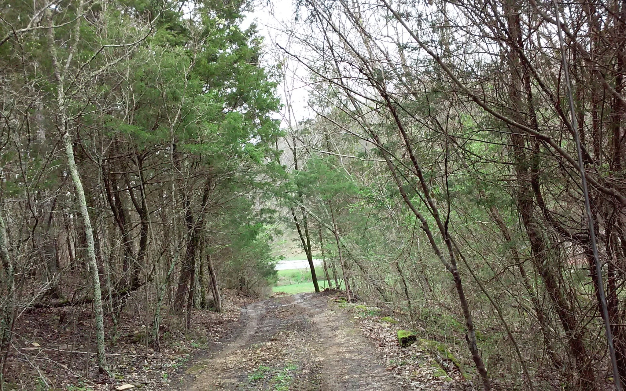 8200 Bethel Road Prospect, TN 38477 - Photo 44 of 50 a view of a forest