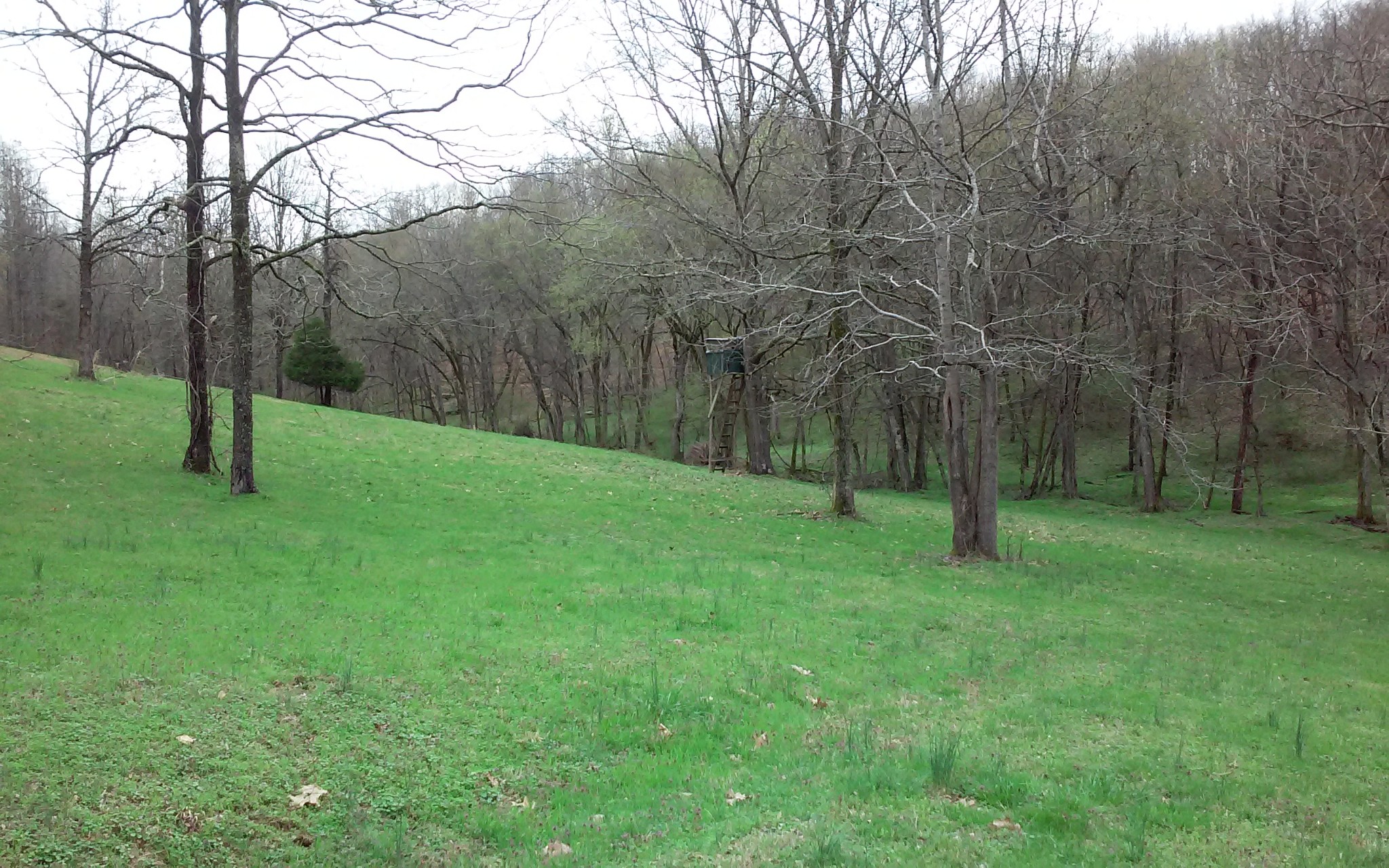8200 Bethel Road Prospect, TN 38477 - Photo 48 of 50 a backyard of a house with lots of green space and deers