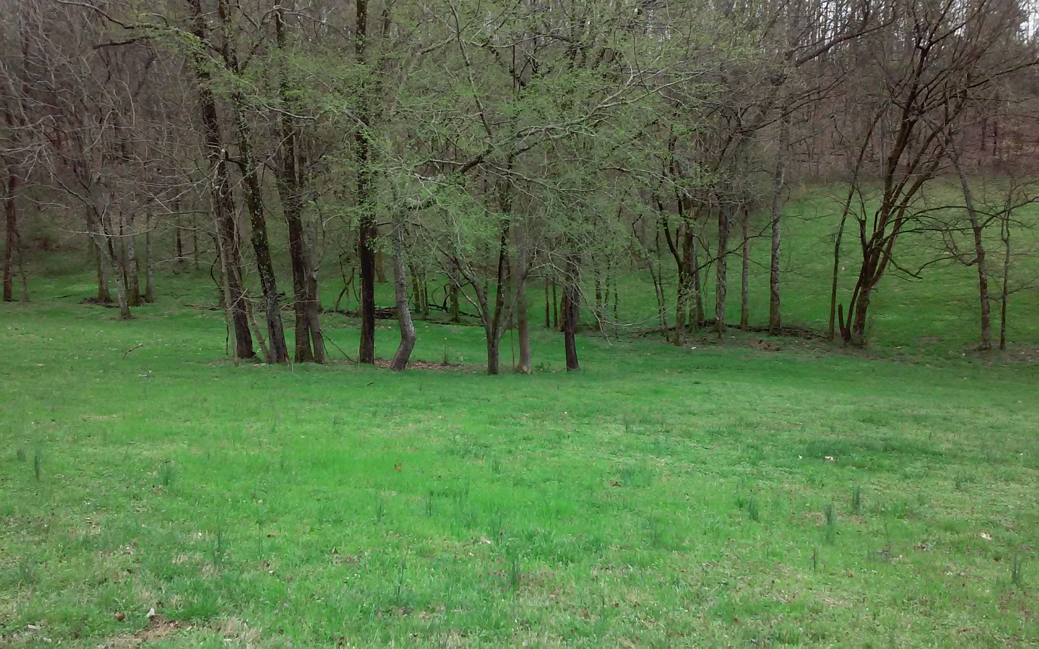 8200 Bethel Road Prospect, TN 38477 - Photo 49 of 50 a view of outdoor space with green field and trees