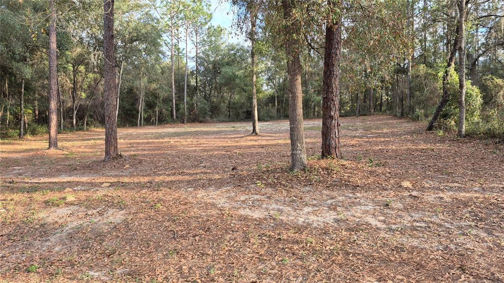 6334 Little Lake Geneva Road Keystone Heights, FL 32656 - Photo 2 of 10 a backyard of a house with lots of green space