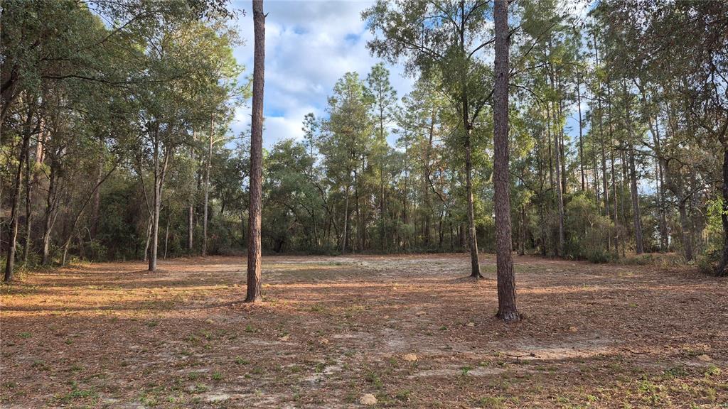 6334 Little Lake Geneva Road Keystone Heights, FL 32656 - Photo 3 of 10 a view of a tree in a yard