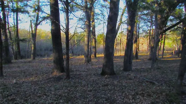 a view of some trees in the forest
