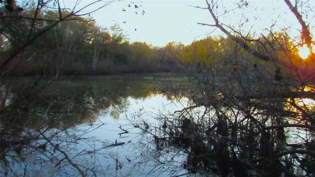 a view of a lake in a forest