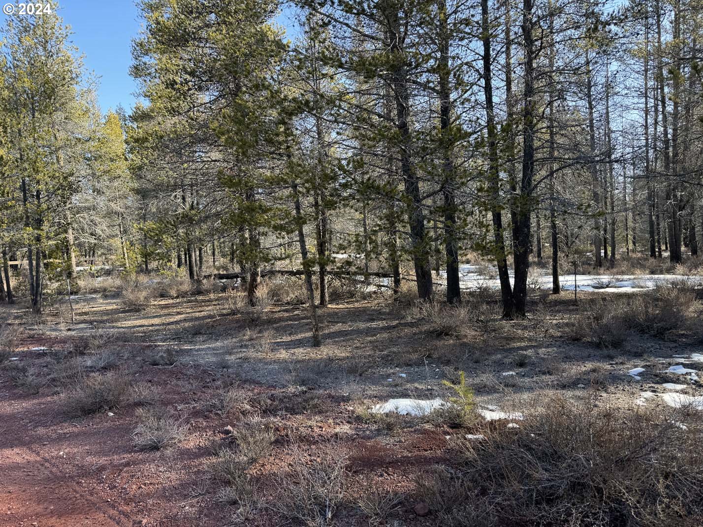a view of a forest with trees