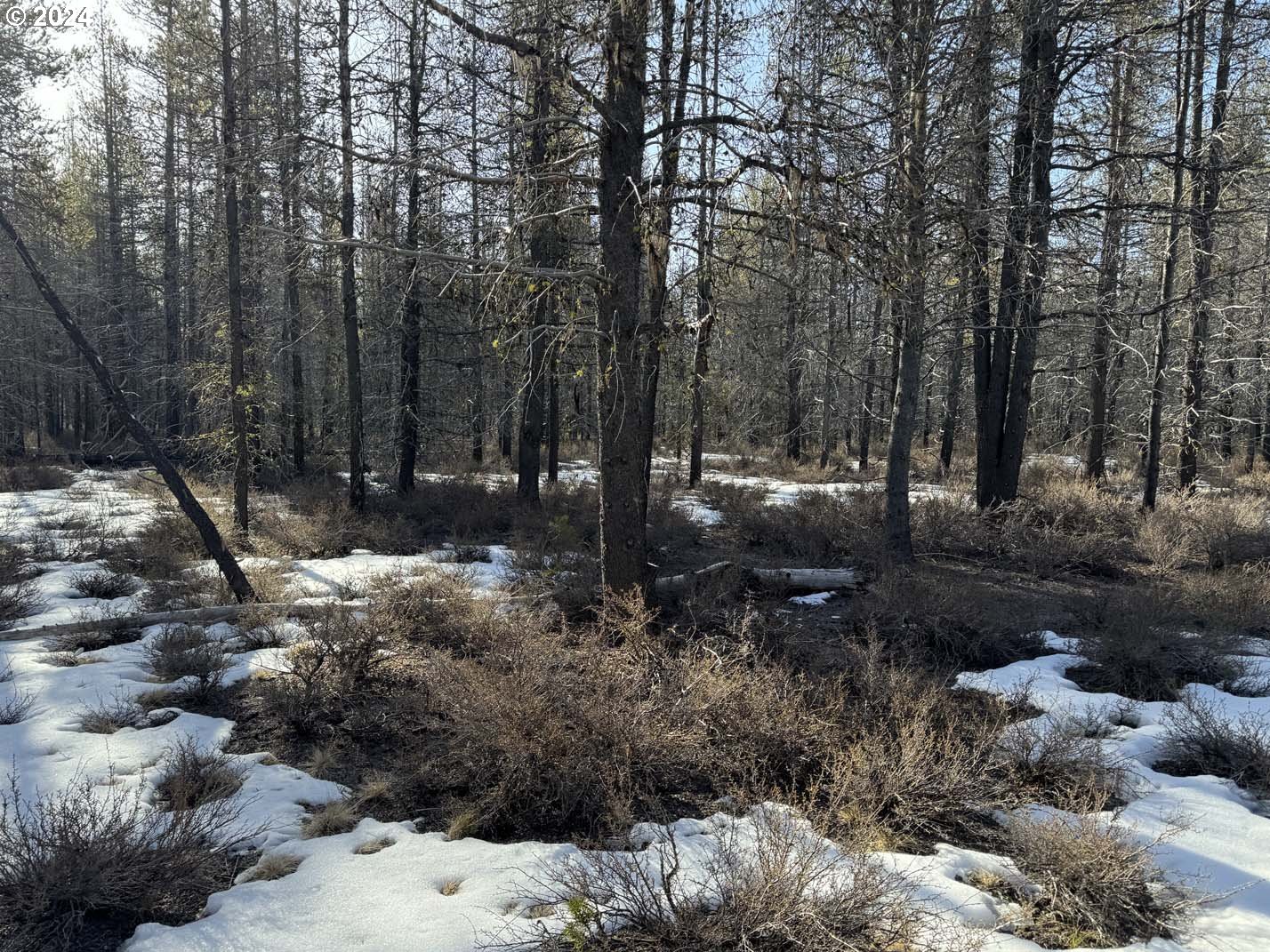 Scott View Drive Chiloquin, OR 97624 - Photo 13 of 24 a view of a forest with trees
