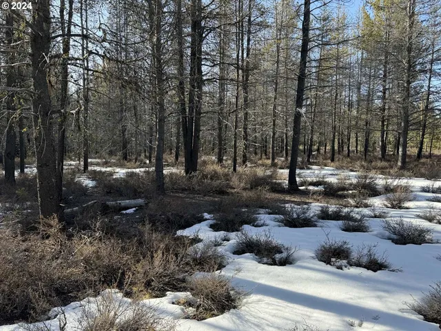 a view of a forest with trees