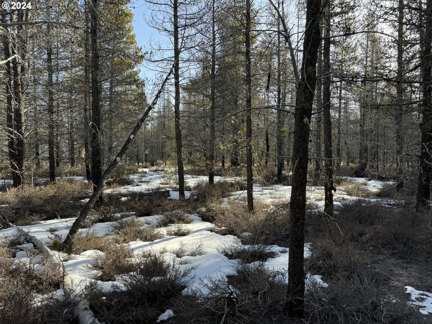 Scott View Drive Chiloquin, OR 97624 - Photo 15 of 24 a view of a forest with trees