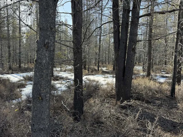 a view of a tree with a yard