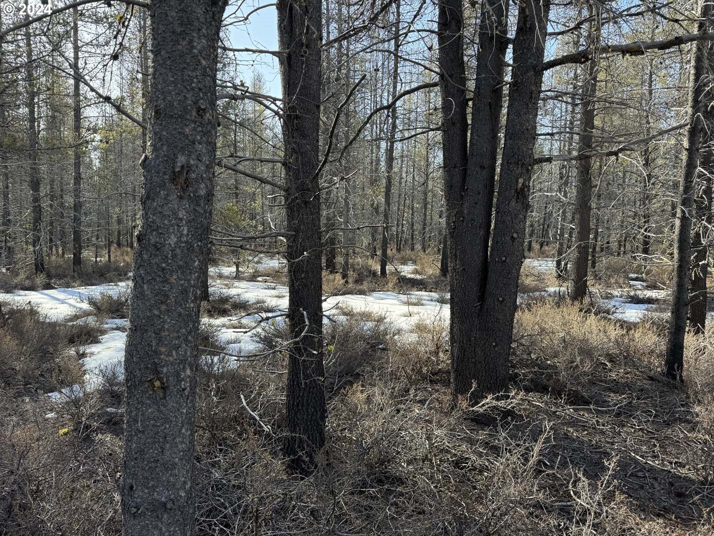 Scott View Drive Chiloquin, OR 97624 - Photo 17 of 24 a view of a forest filled with trees