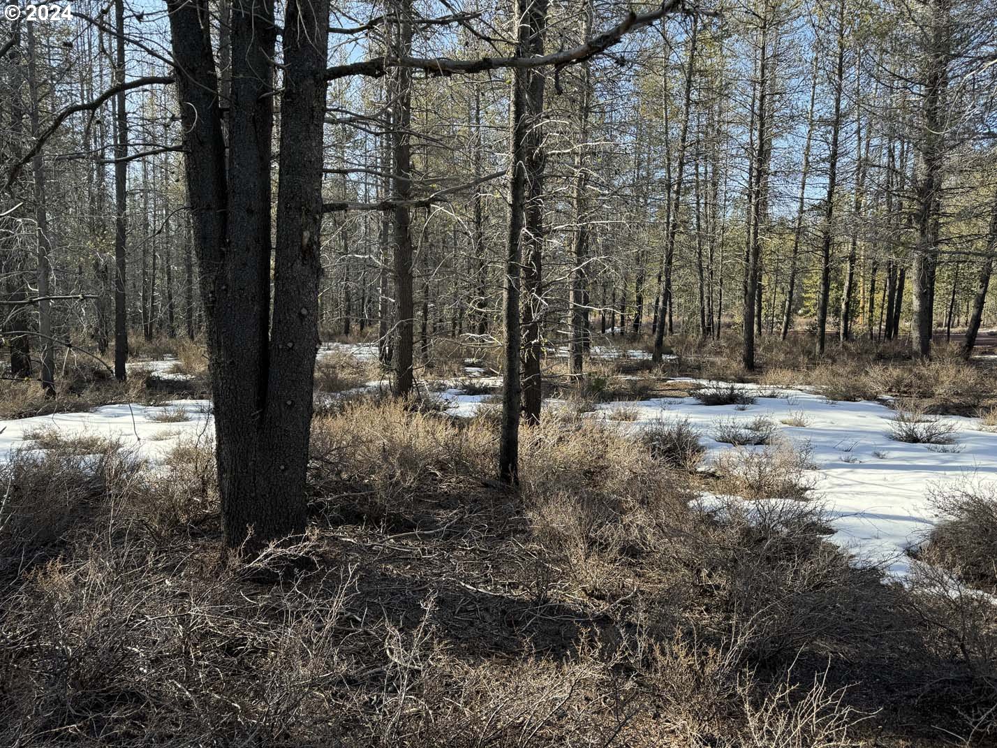 Scott View Drive Chiloquin, OR 97624 - Photo 18 of 24 a view of a tree with a yard