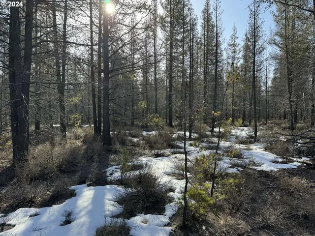 a view of a forest with trees