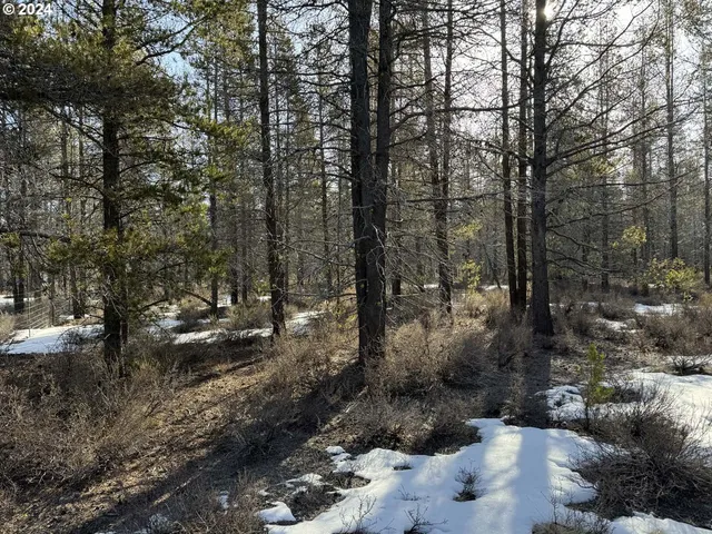 a view of a forest with trees