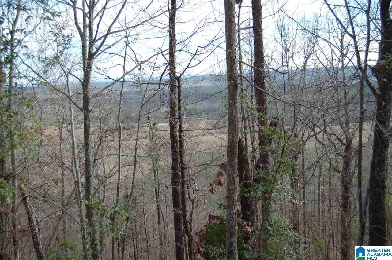 200-acres High Road, Unit 200 ACRES Pell City, AL 35128 - Photo 15 of 17