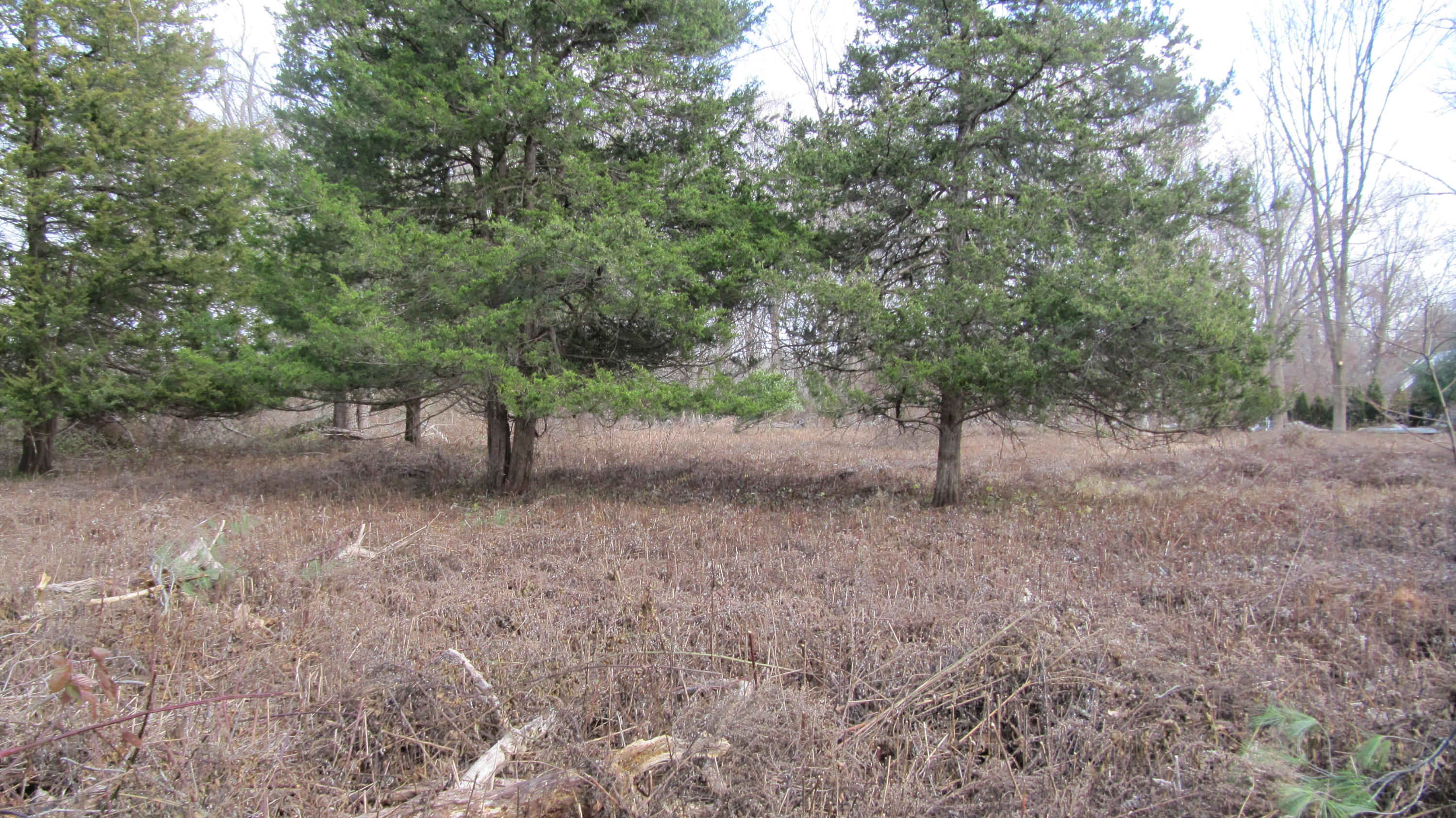 941 L Ponus Ridge Road New Canaan, CT 06840 - Photo 3 of 10 a view of a forest with trees in the background