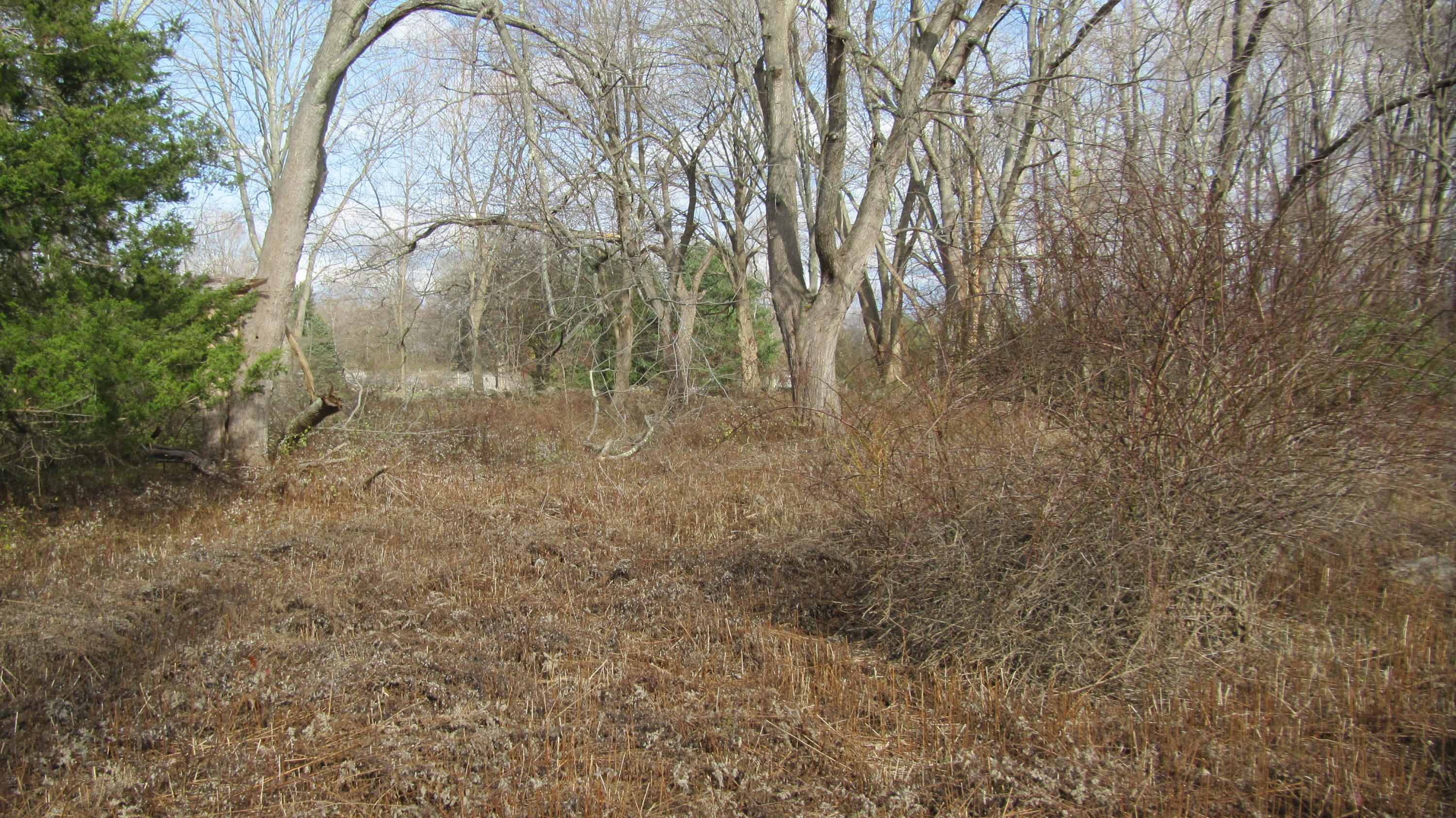 941 L Ponus Ridge Road New Canaan, CT 06840 - Photo 6 of 10 a view of a yard with large trees