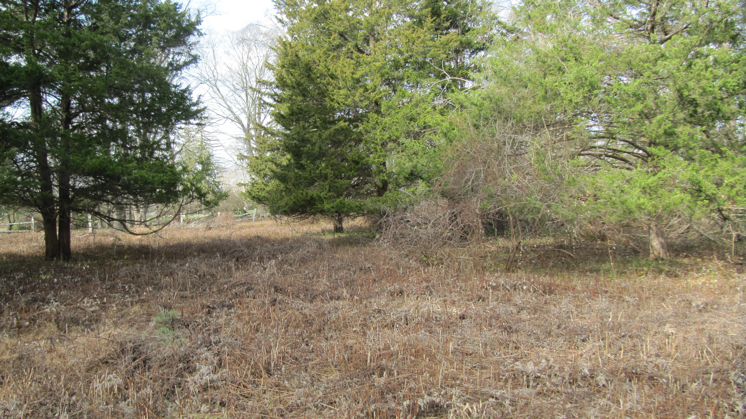 941 L Ponus Ridge Road New Canaan, CT 06840 - Photo 7 of 10 a view of a forest with trees in the background