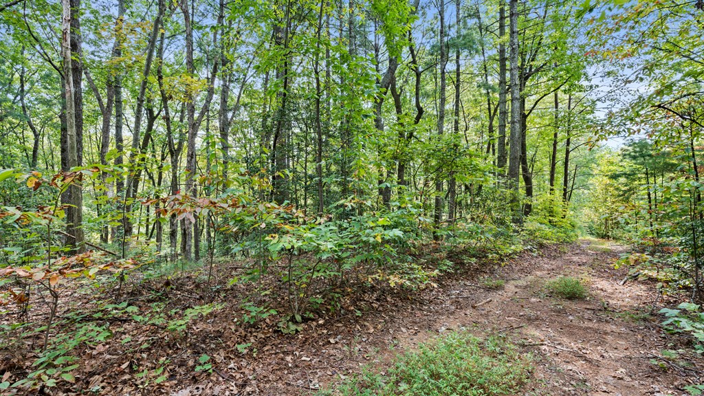 23 C Lake View Road Ellijay, GA 30540 - Photo 11 of 11 a view of a garden with plants