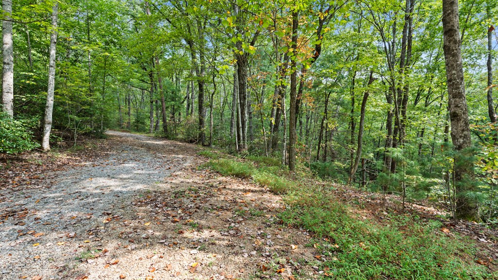 23 C Lake View Road Ellijay, GA 30540 - Photo 9 of 11 a view of a forest with trees in the background