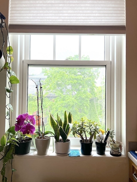 371 Harvard Street, Unit 3C Cambridge, MA 02138 - Photo 6 of 27 a vase of flowers sitting on a table with window
