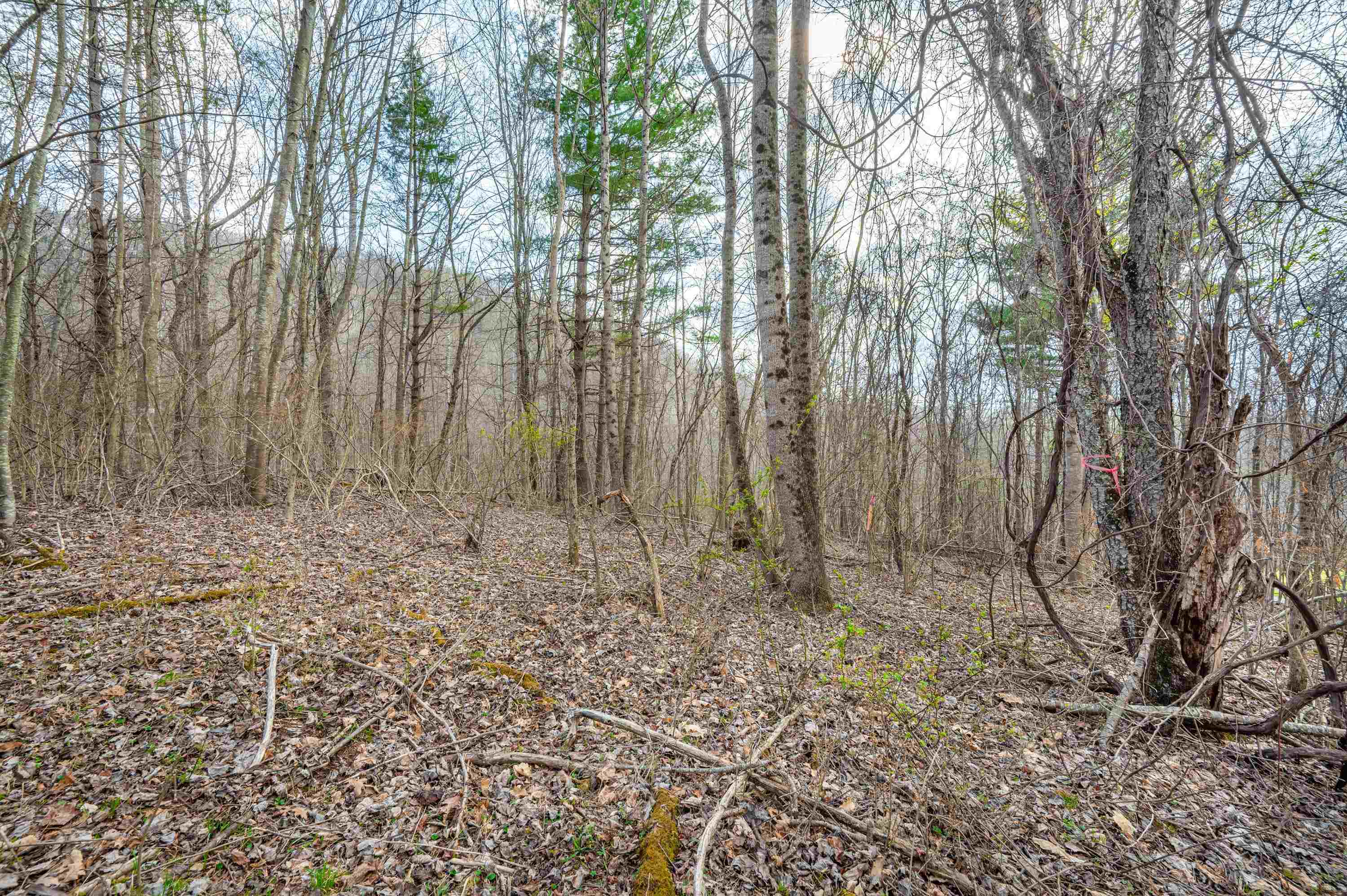 2301 Buffalo Mountain Road Southwest Willis, VA 24380 - Photo 25 of 37 Gallery Image 25