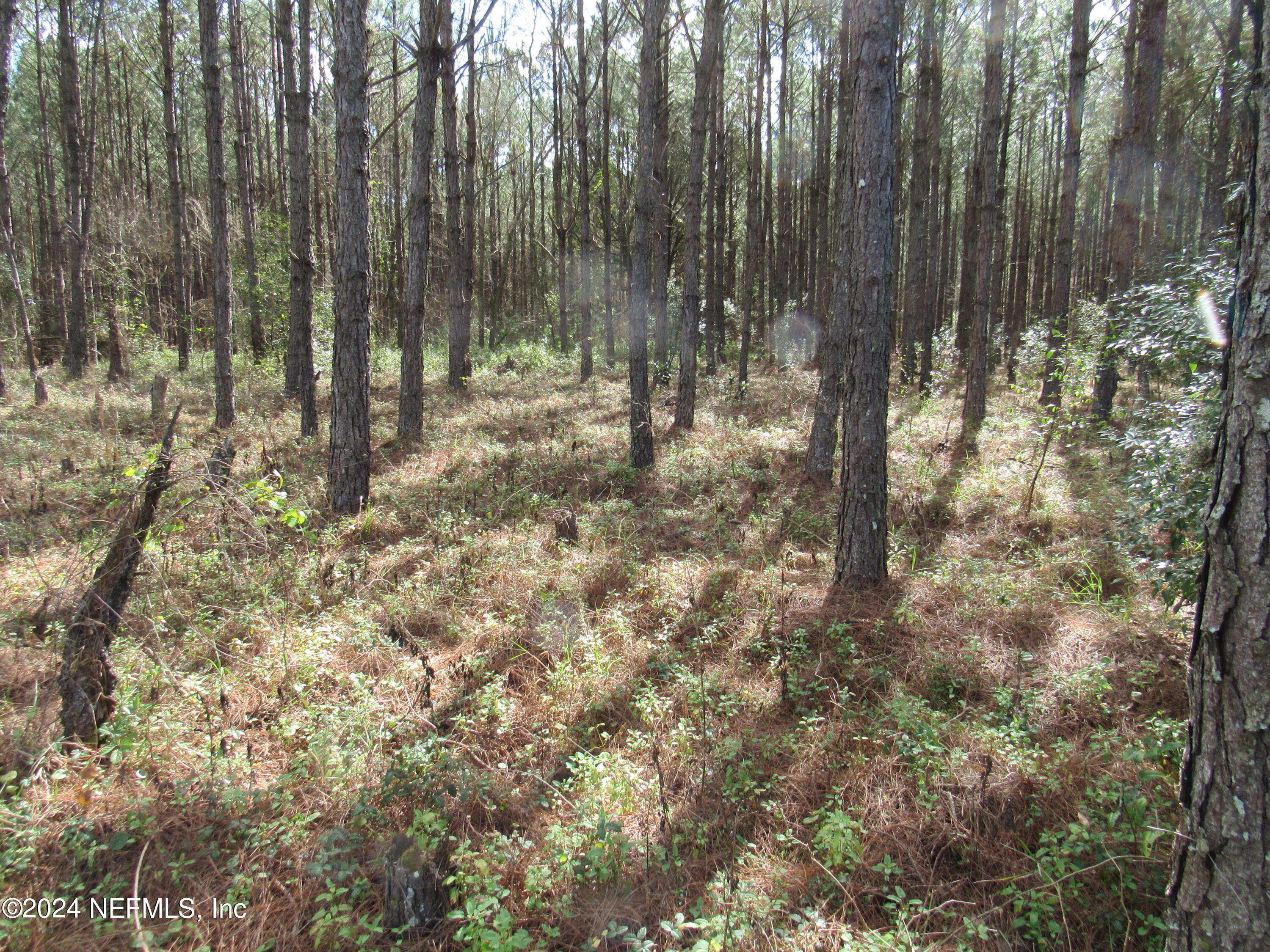 0 J Flake Road Hastings, FL 32145 - Photo 6 of 8 a view of forest
