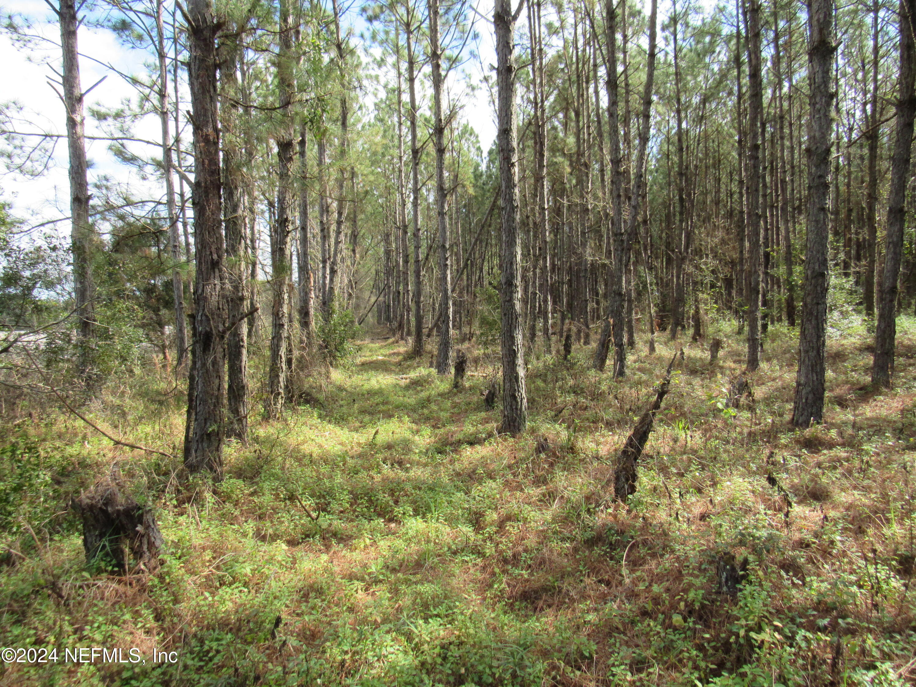 0 J Flake Road Hastings, FL 32145 - Photo 7 of 8 a view of outdoor space with trees