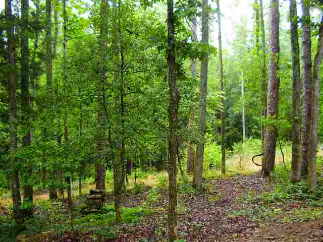 0 Leopard Road Fountain Inn, SC 29644 - Photo 4 of 10