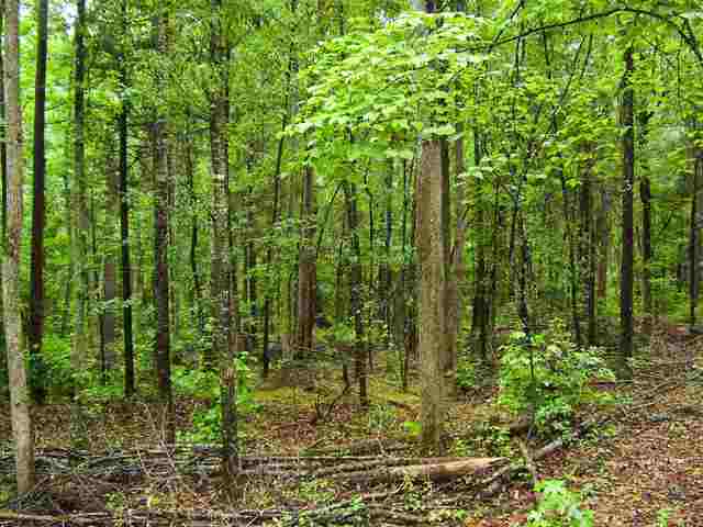 0 Leopard Road Fountain Inn, SC 29644 - Photo 6 of 10