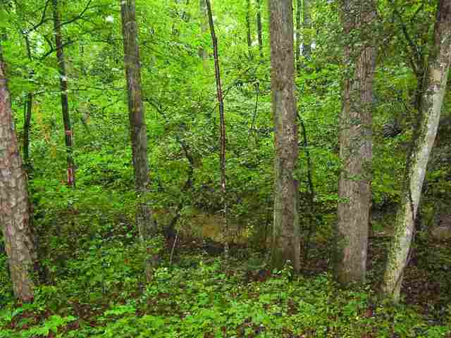 0 Leopard Road Fountain Inn, SC 29644 - Photo 7 of 10