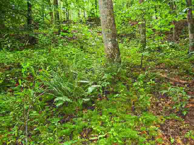 0 Leopard Road Fountain Inn, SC 29644 - Photo 9 of 10