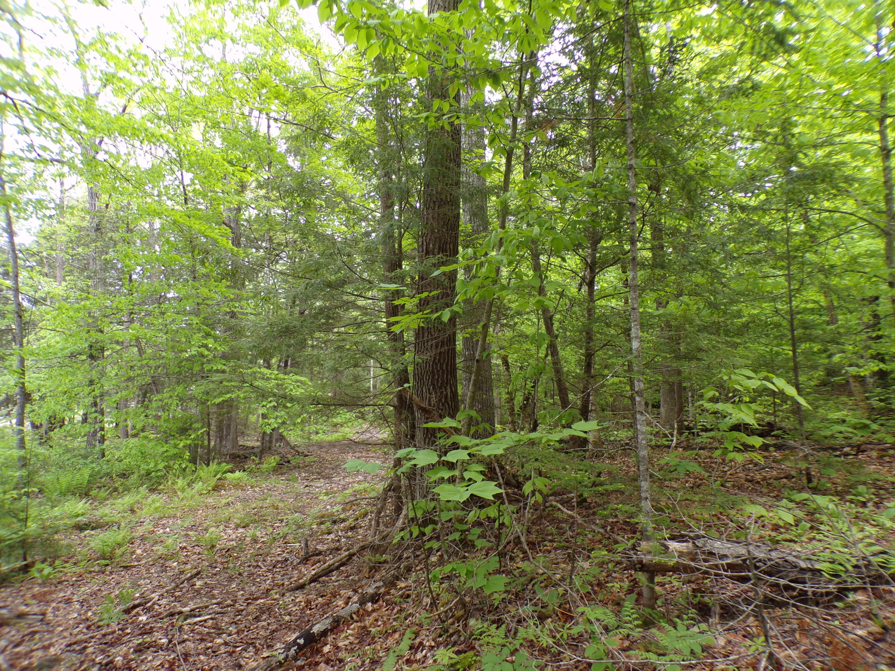 0 Town Farm Road Sebec, ME 04481 - Photo 8 of 15 101_0085